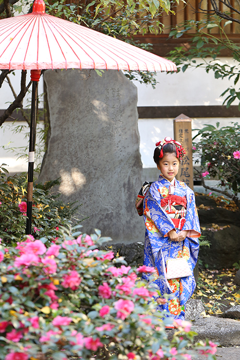 椿の花と和傘がポイントの七五三写真