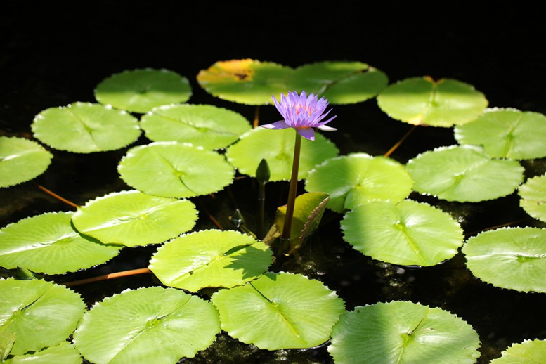 スイレンの花