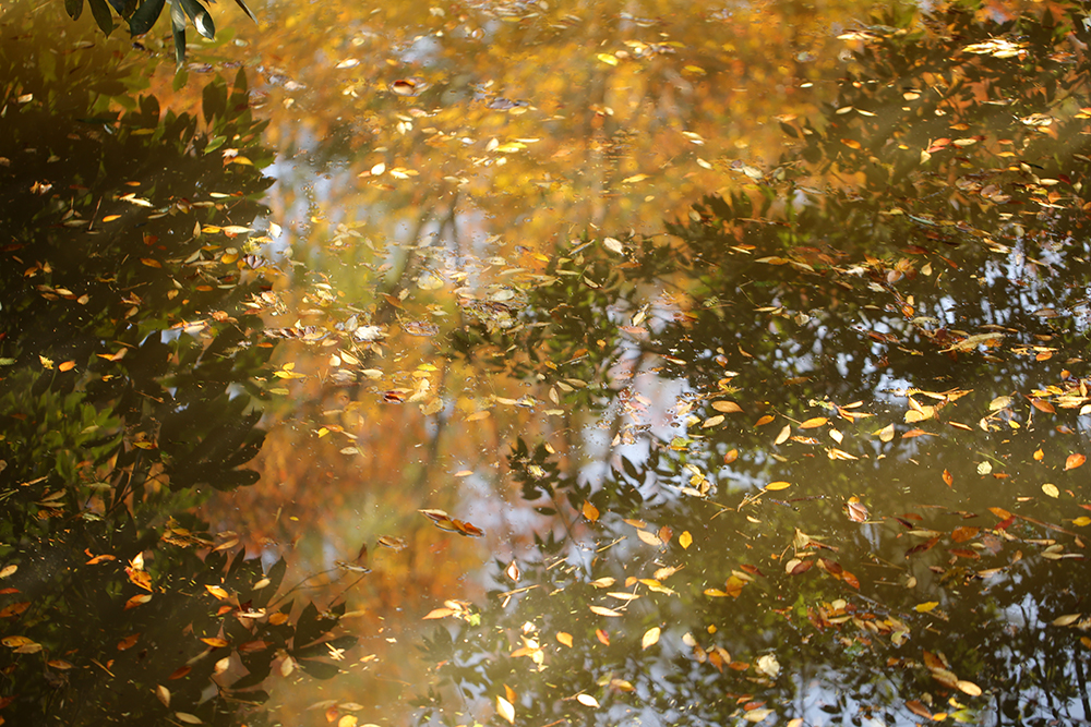 大宮氷川神社の池