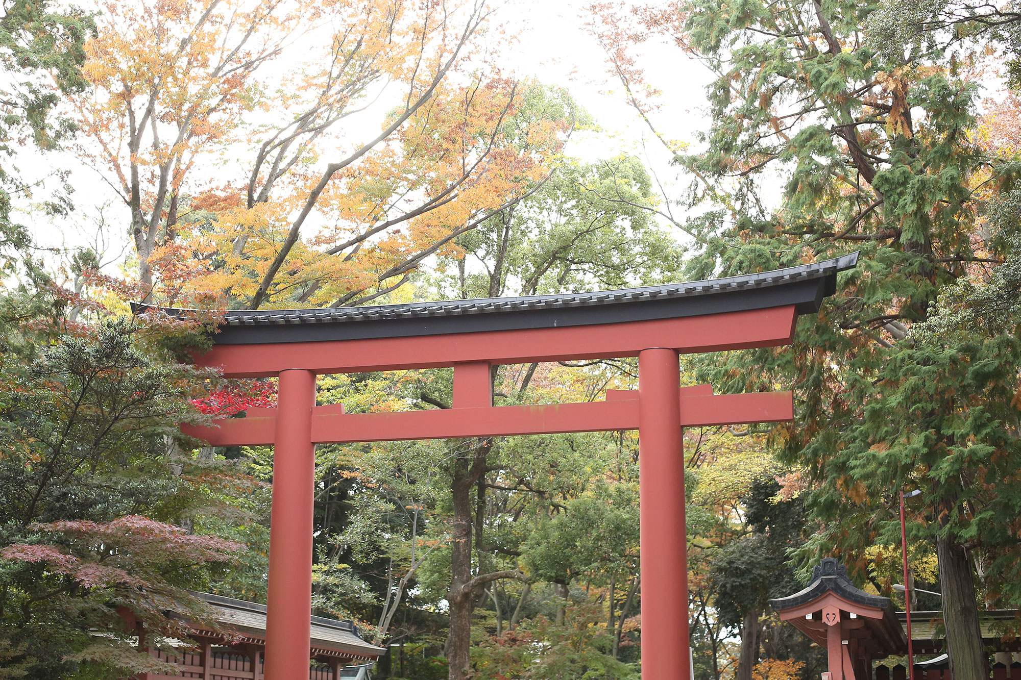 七五三のお参りで人気の大宮氷川神社 思い出を写真を素敵に残そう