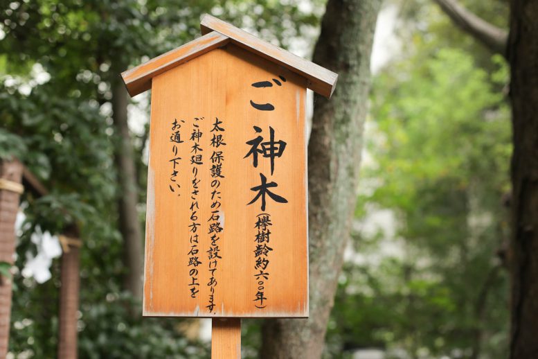 樹齢600年のご神木の看板