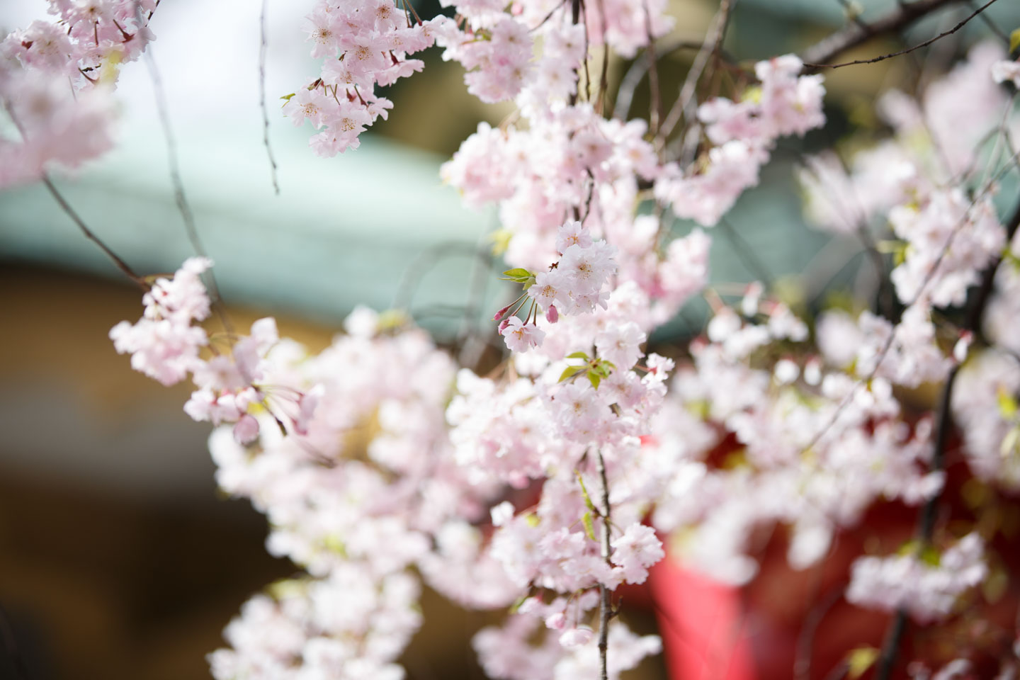 須賀神社の桜