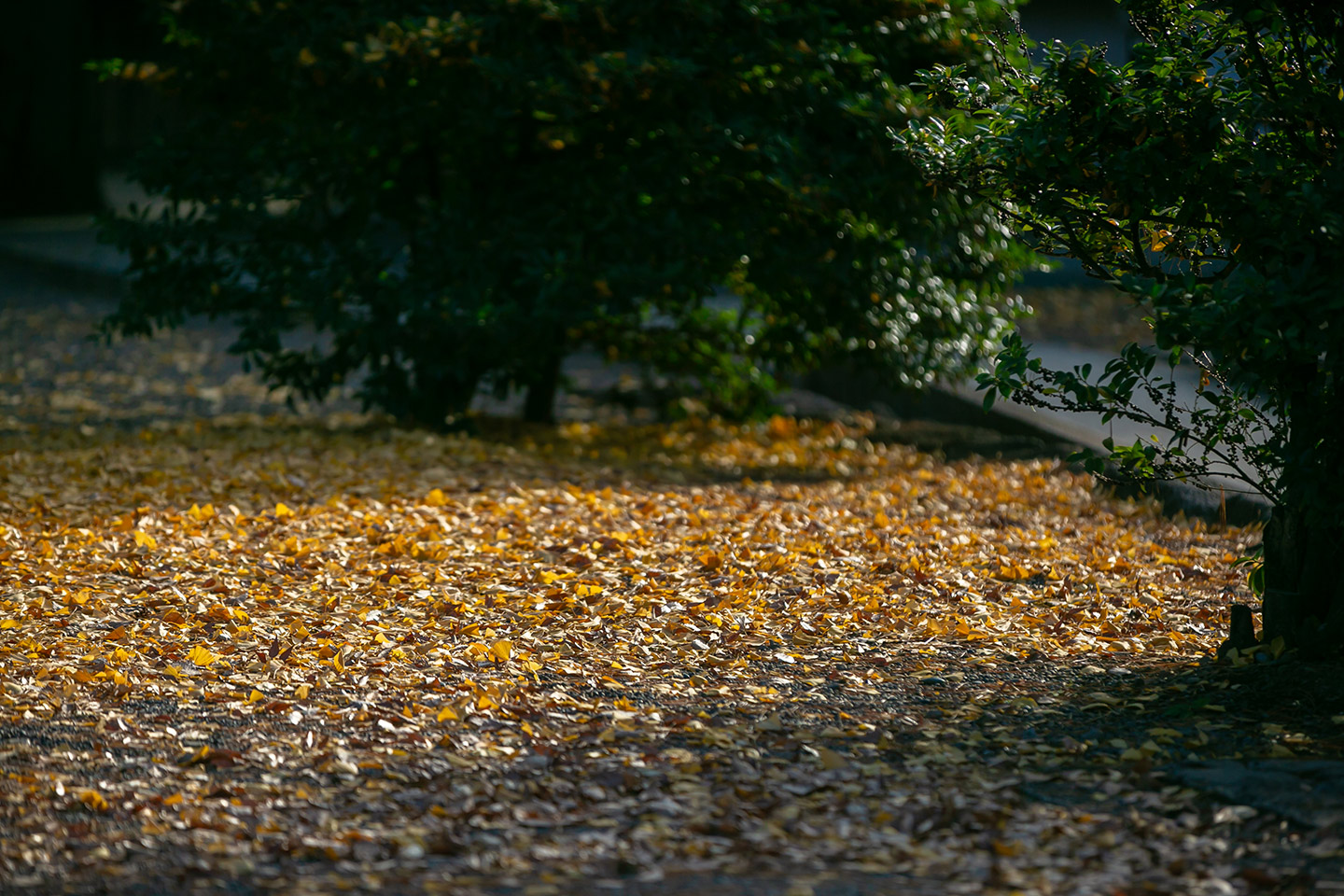 井草八幡宮 銀杏の紅葉した葉っぱが地面を覆う