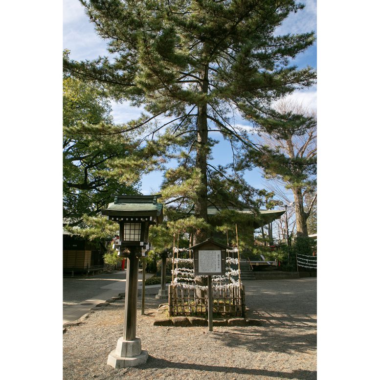 井草八幡宮　松の木