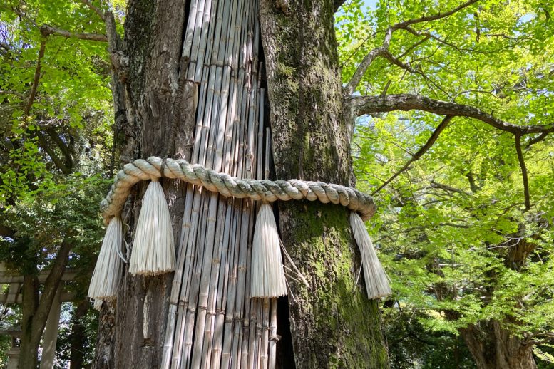 赤坂氷川神社の銀杏(イチョウ)の木