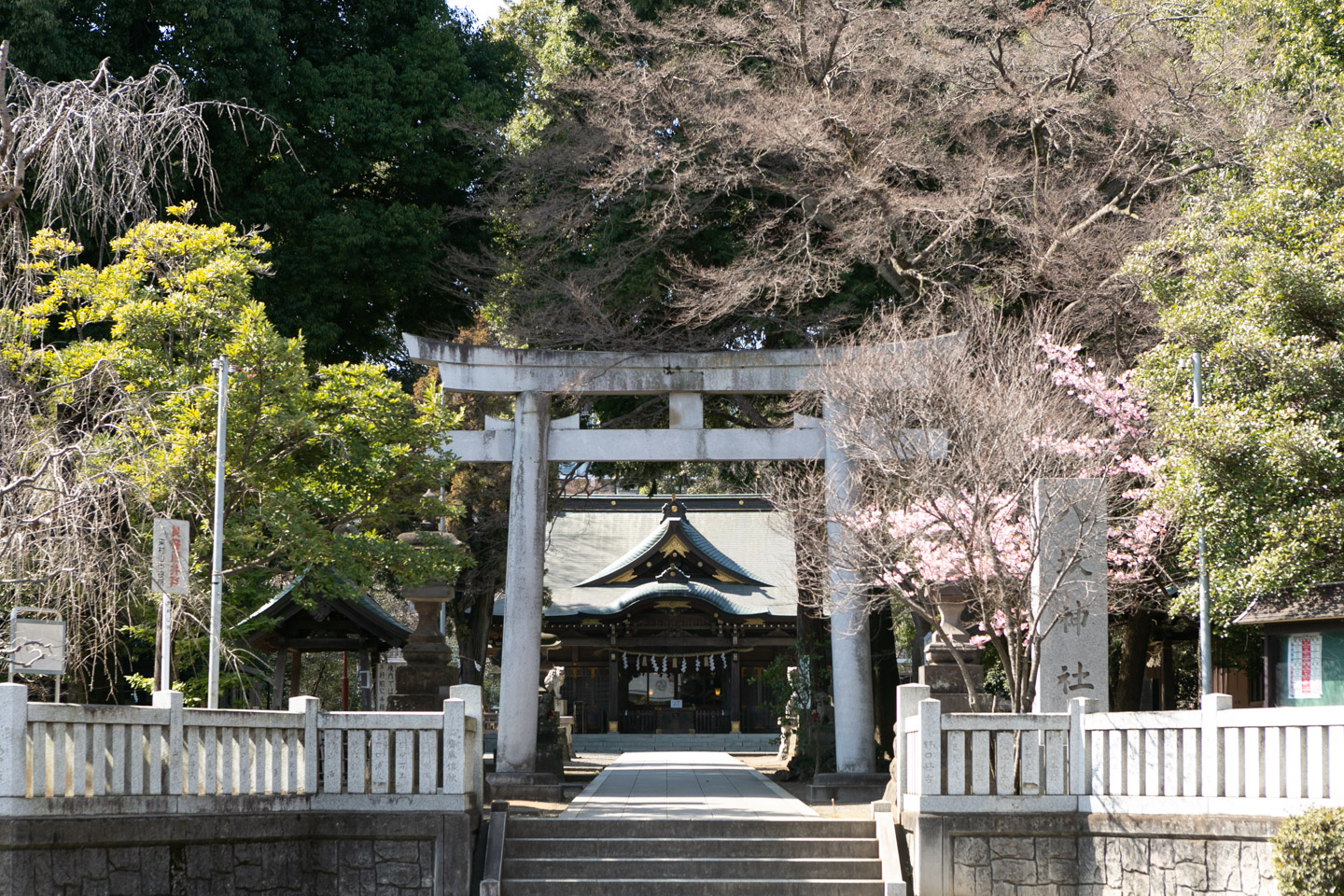 八坂神社　鳥居と桜