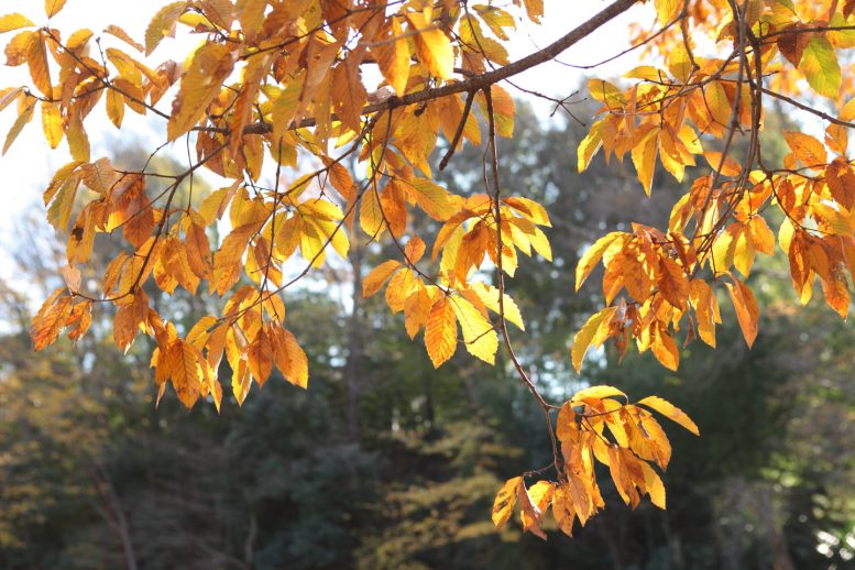 日枝神社水天宮(清瀬市) 紅葉