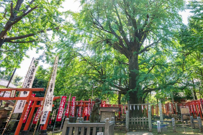 鬼子母神堂　見どころ