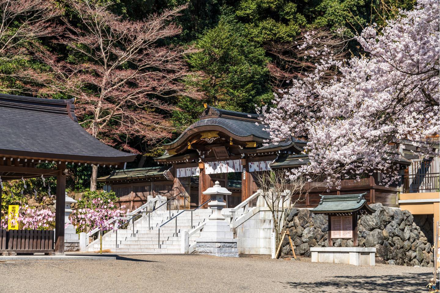 高麗神社 境内の桜