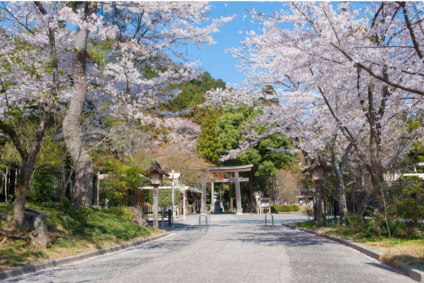高麗神社 春の桜と鳥居