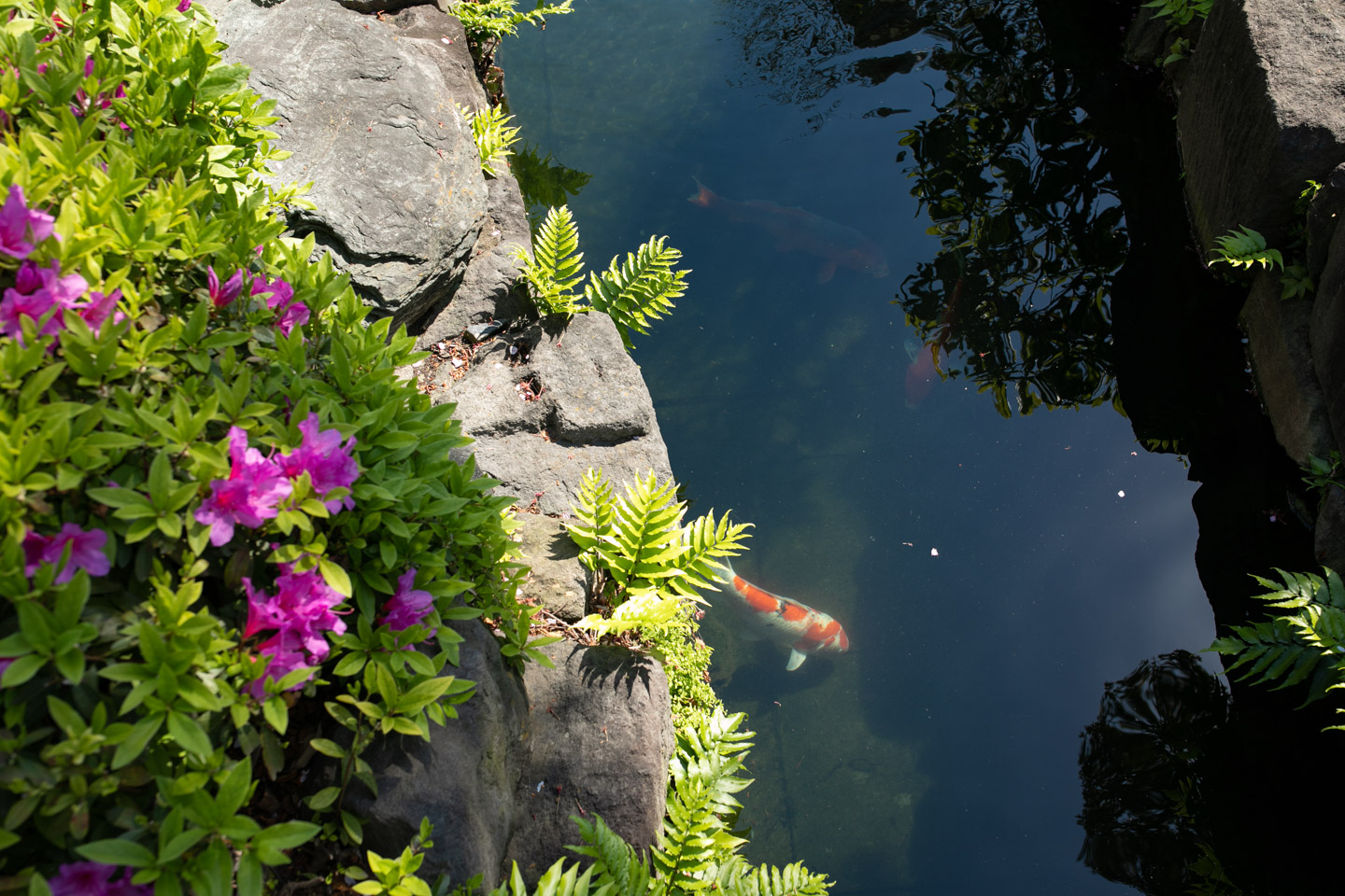 浅草寺　池の鯉