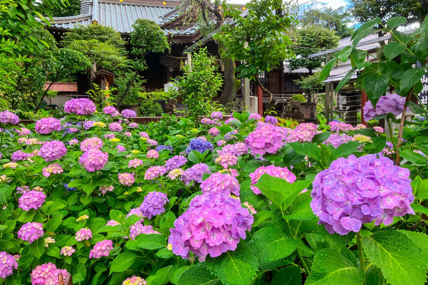 紫陽花が美しい白山神社