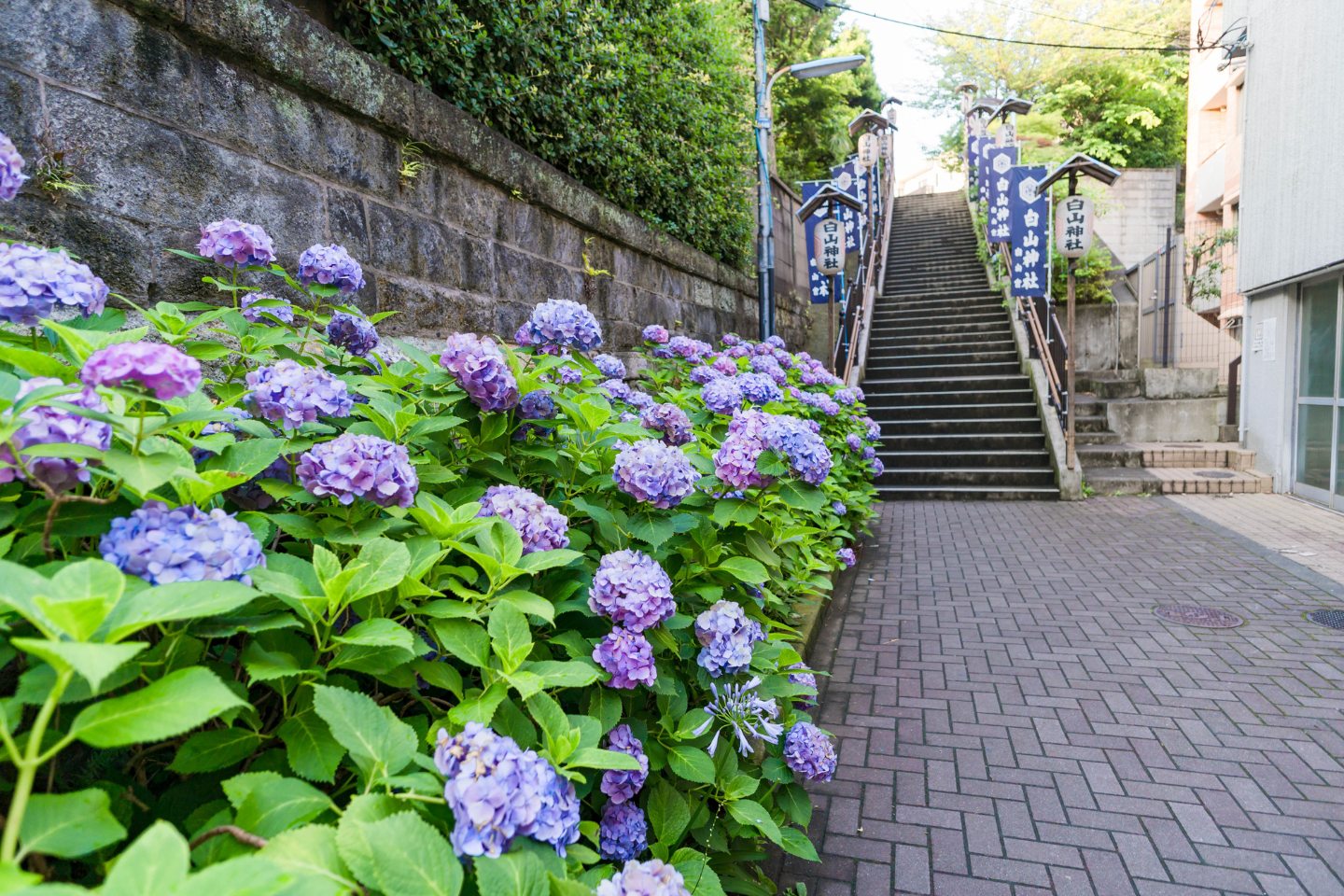 文京区白山神社の特徴