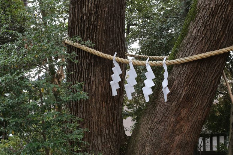 大宮氷川神社 夫婦楠(めおとくす)
