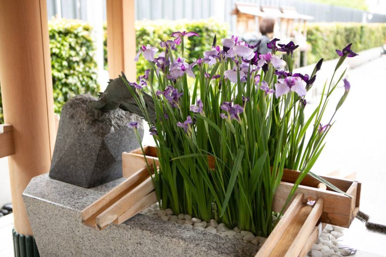 水天宮 季節の花で彩られた手花水