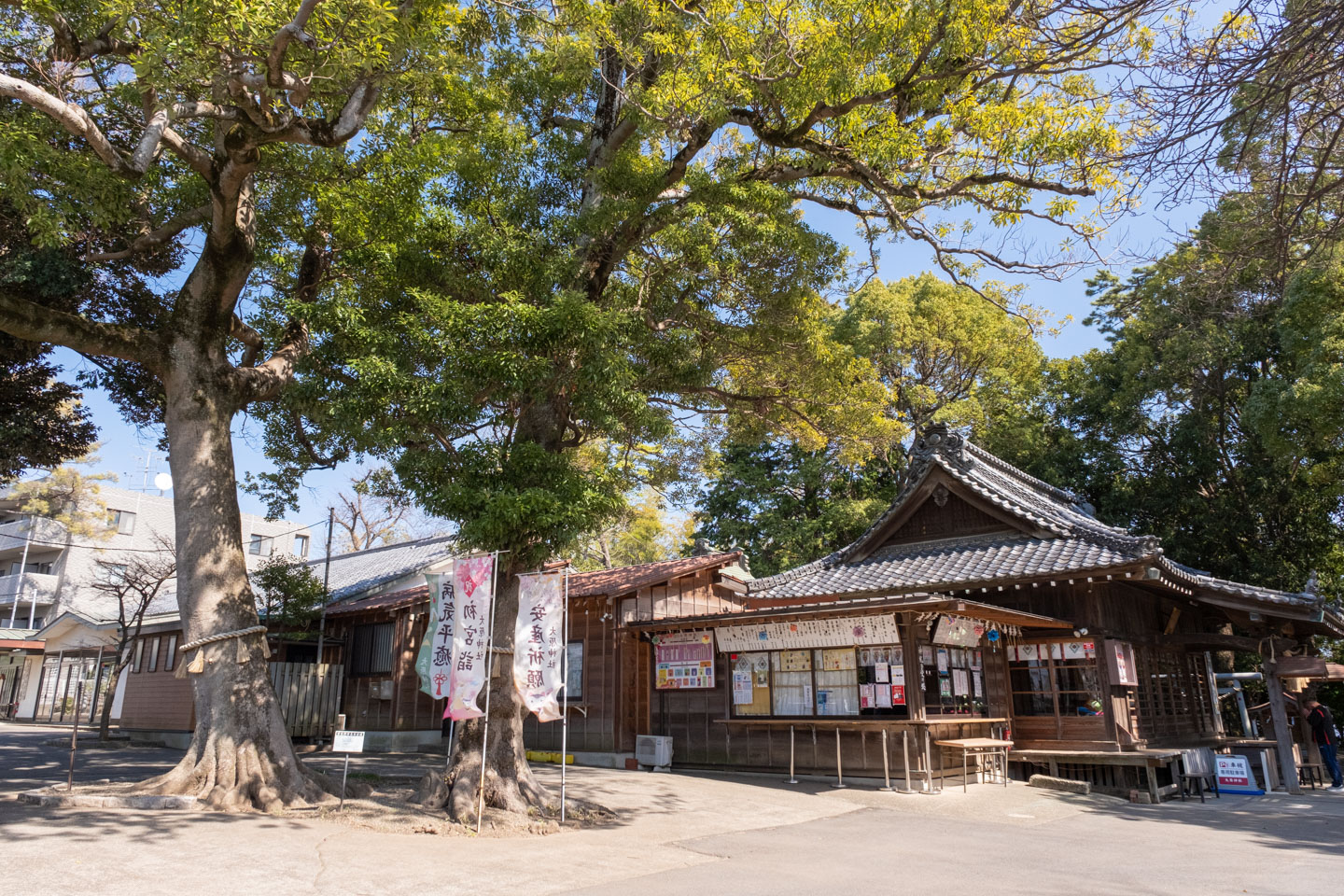 晴天の大原神社 拝殿と夫婦タブノキ