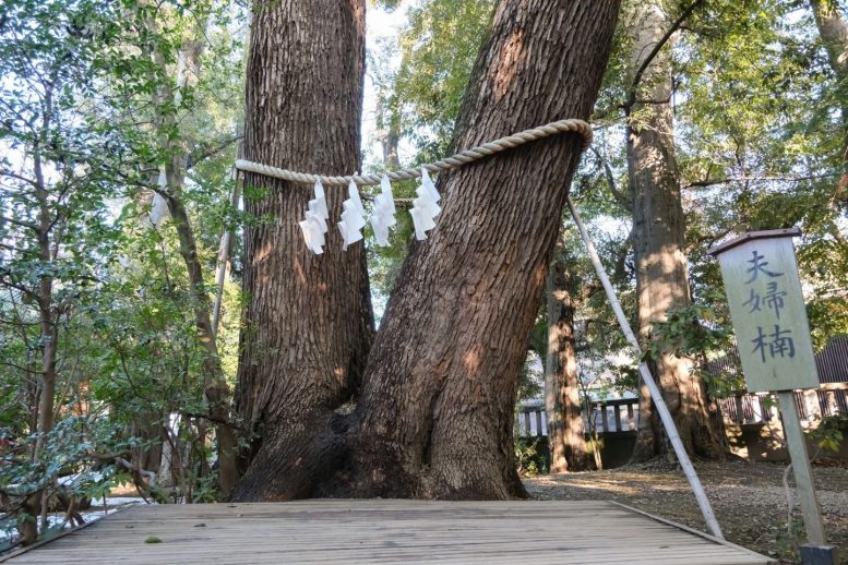 武蔵一宮氷川神社 夫婦楠