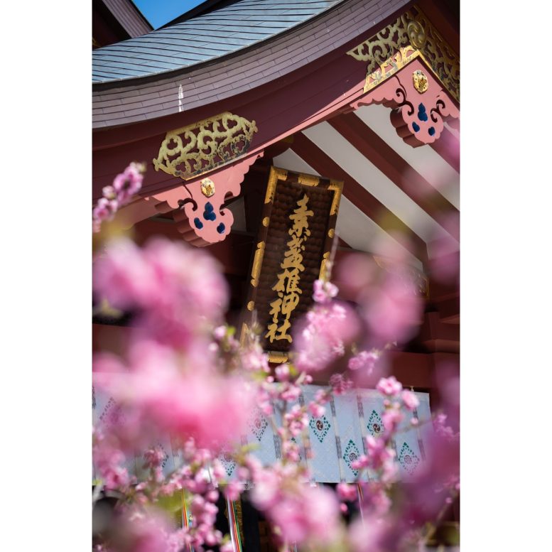 素盞嗚神社 桃の花と神額