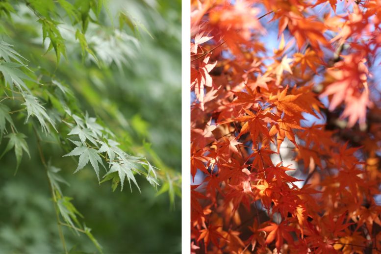 墨田区立隅田公園 新緑と紅葉