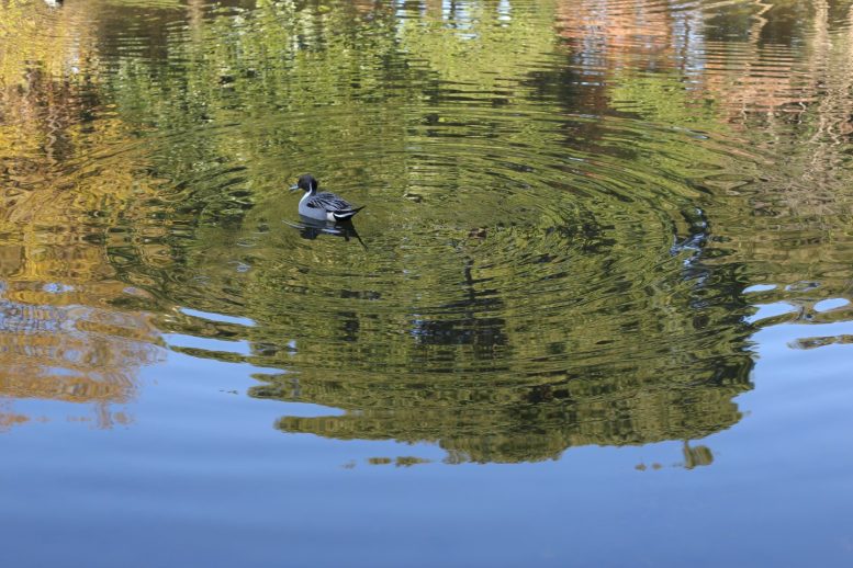 墨田区立隅田公園 ひょうたん池
