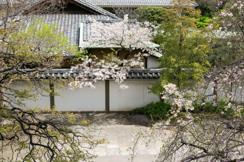 西新井大師 境内の桜
