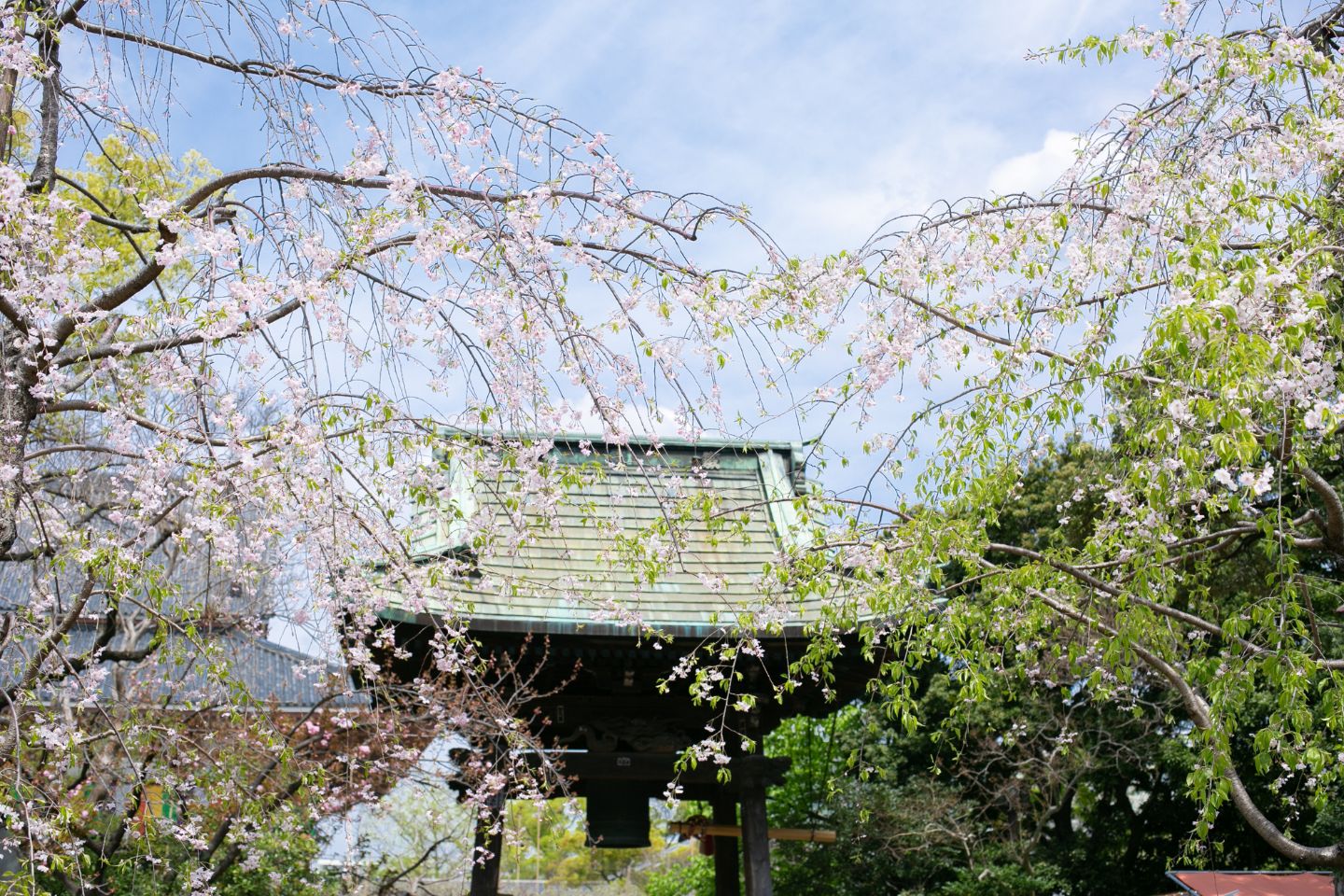 西新井大師 鐘と桜と青空