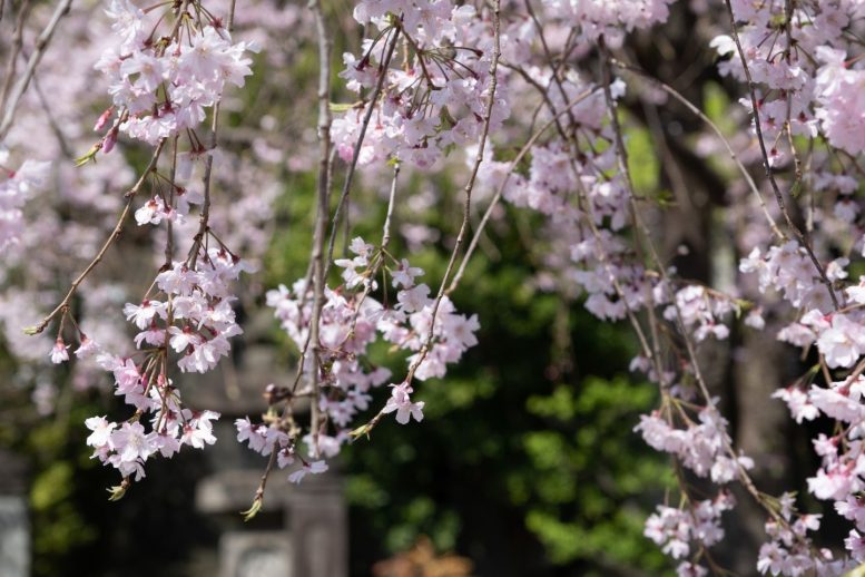 西新井大師 桜 開花状況