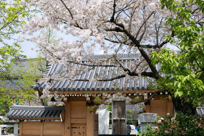 西新井大師 桜その2