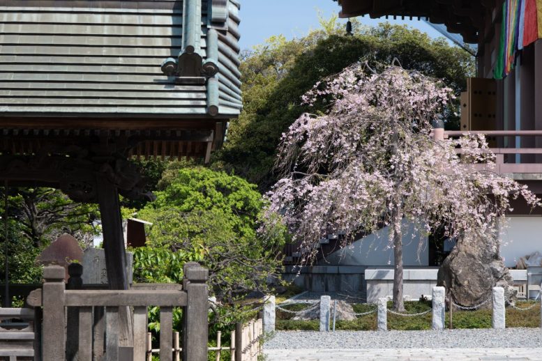 西新井大師 桜その3