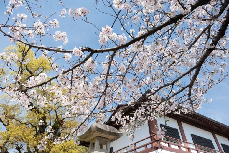 西新井大師 桜その4