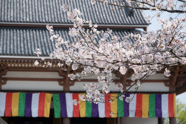 西新井大師 桜その5