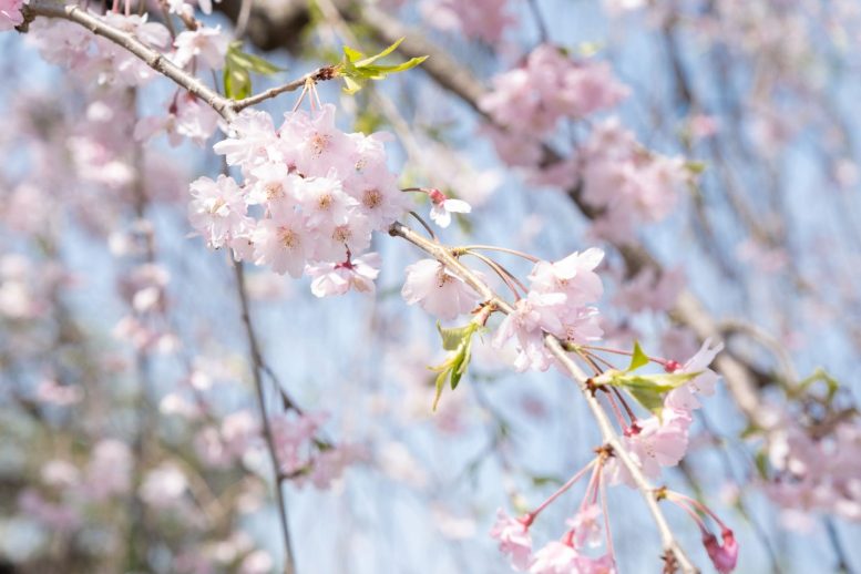 西新井大師 桜その6