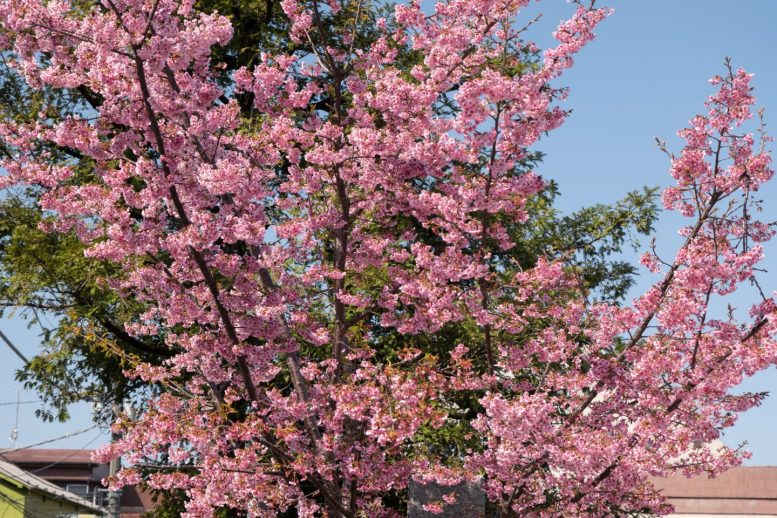 西新井大師 桜その8