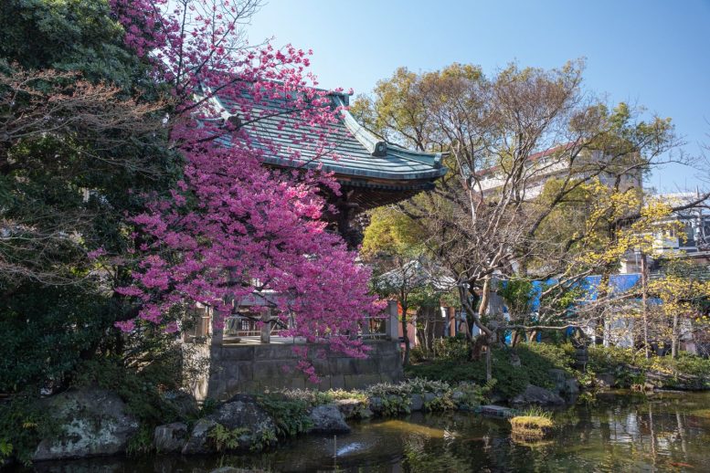 西新井大師 桜その9