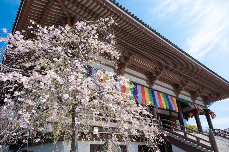 西新井大師 桜 品種