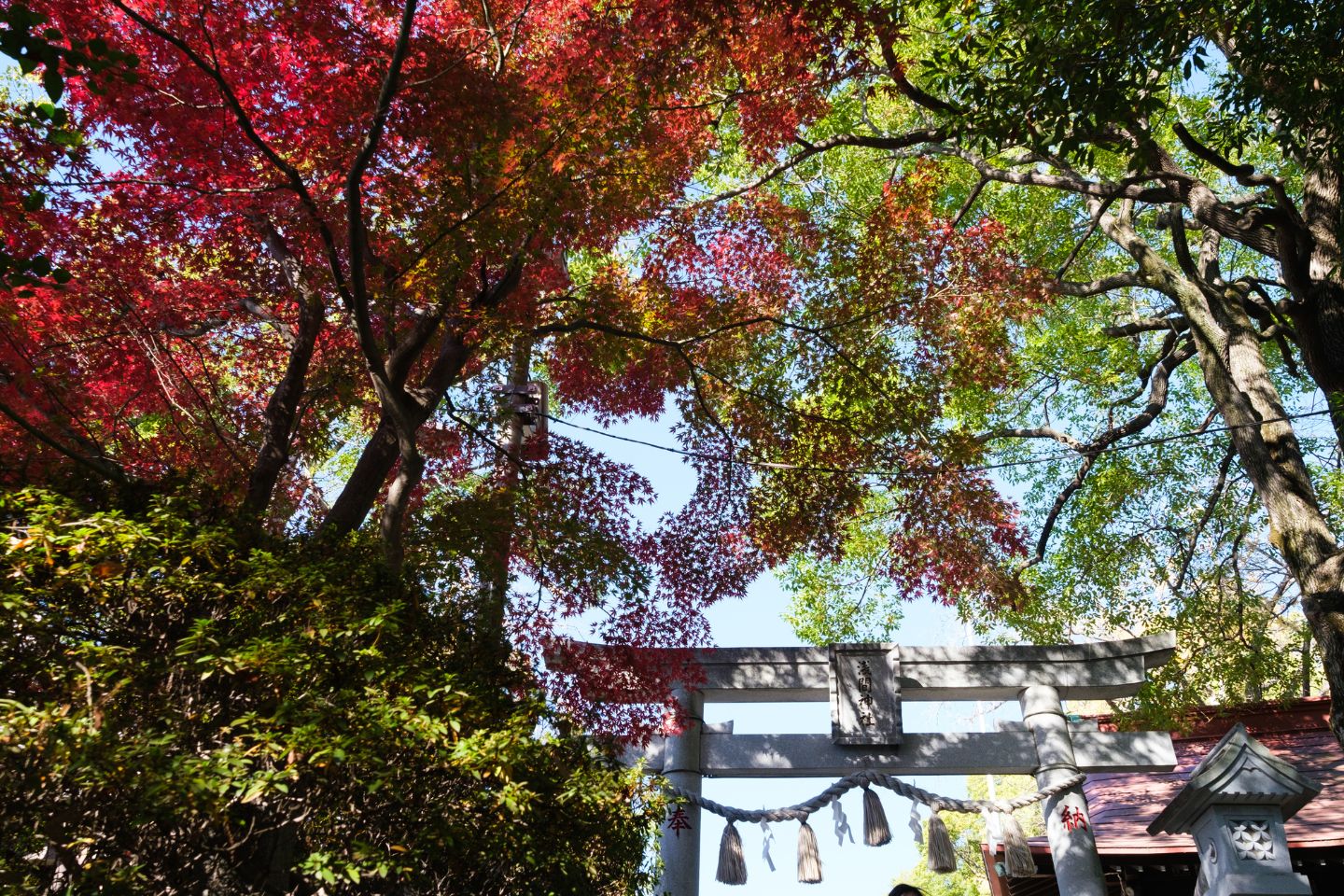 赤く色づいたモミジと鳥居 多摩川浅間神社