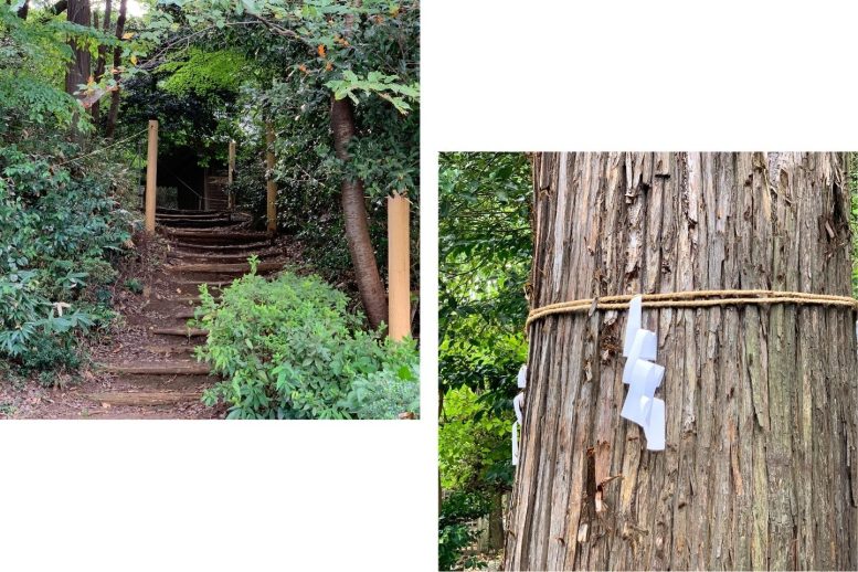 中氷川神社 御神木と散策路