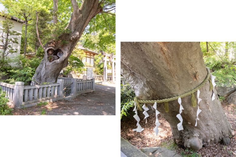 青渭神社 大ケヤキ