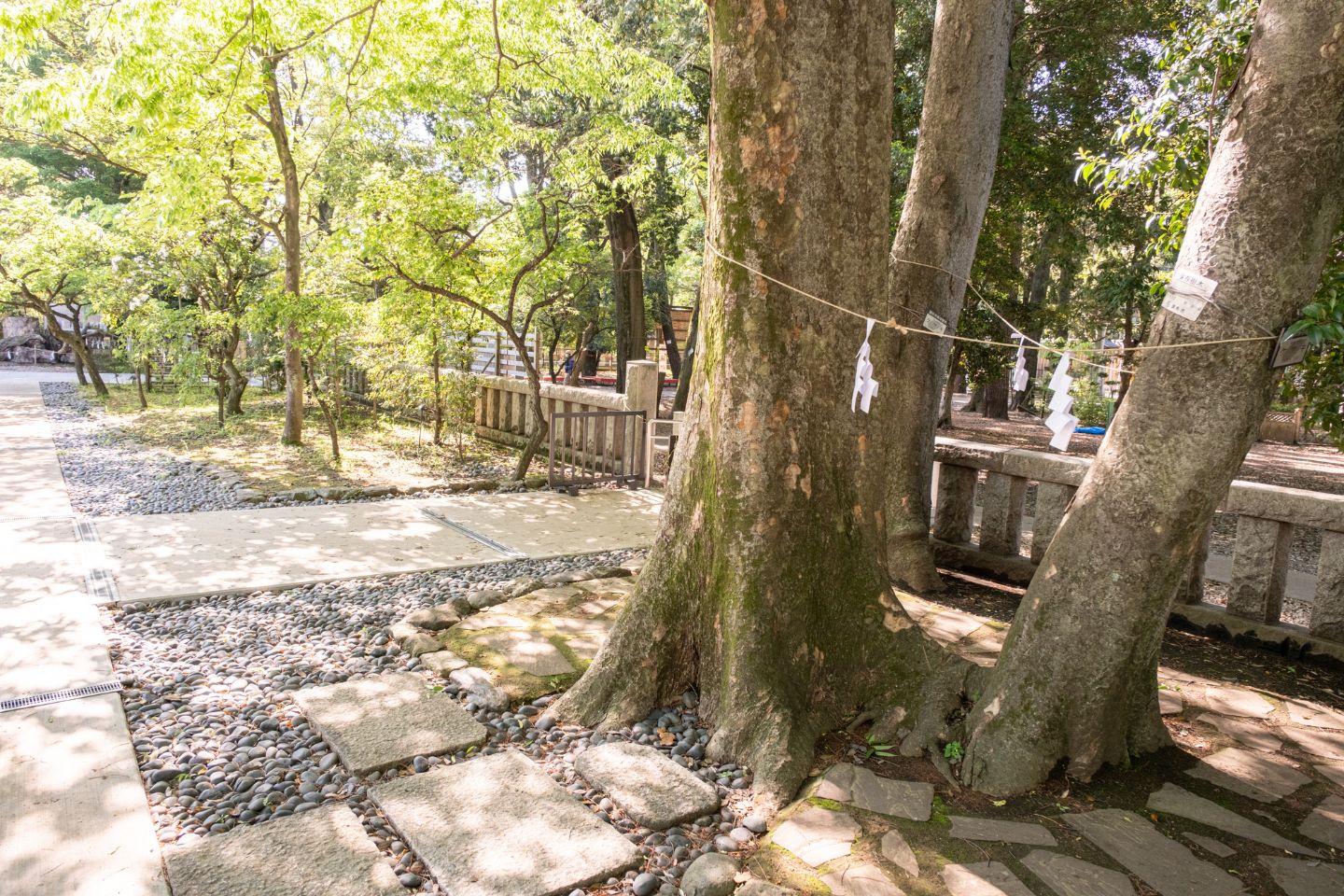 布多天神社 親子けやき