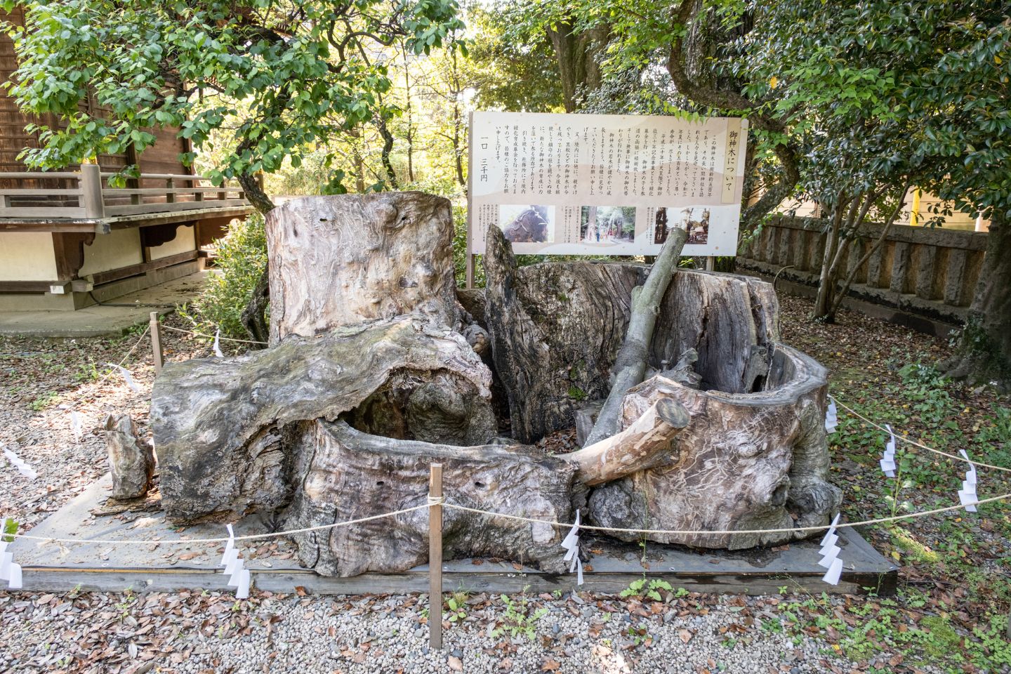 布多天神社 飾られている樹齢500年だった御神木