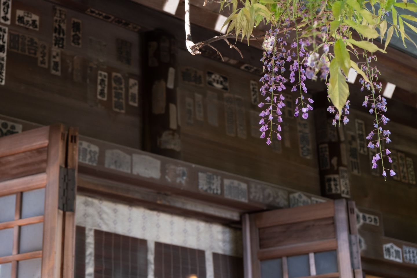 國領神社 千年乃藤