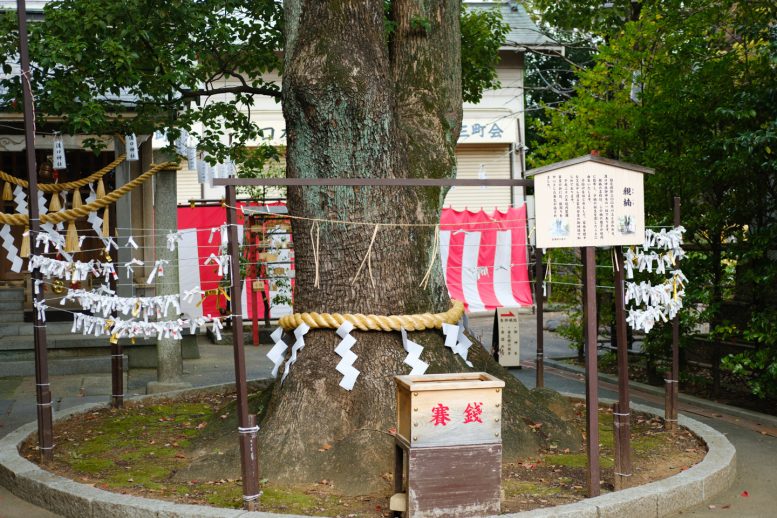 溝口神社 親楠としめ縄