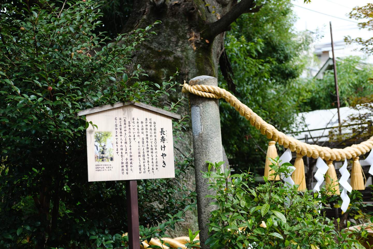 溝口神社 長寿ケヤキ