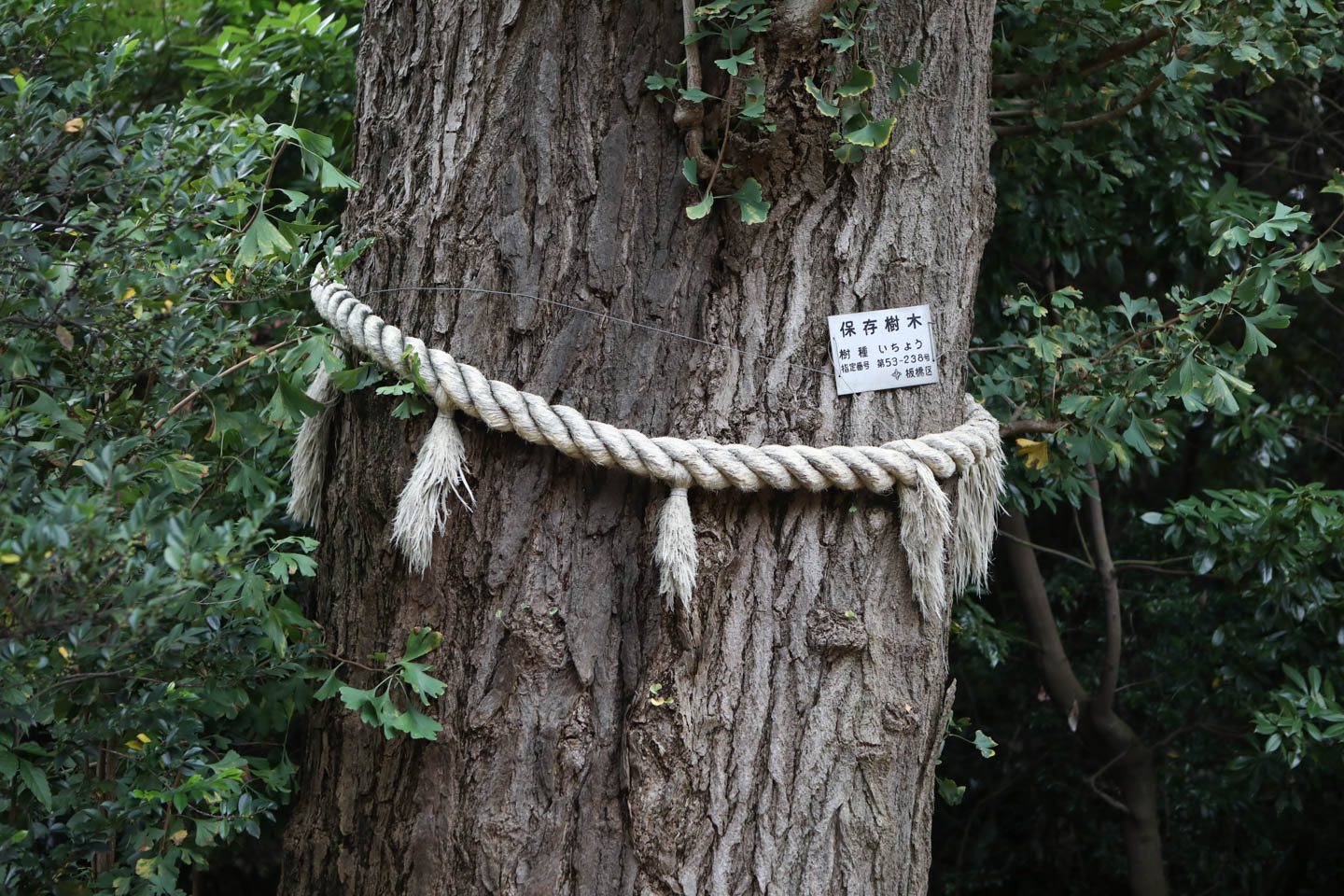 城山熊野神社 銀杏の木