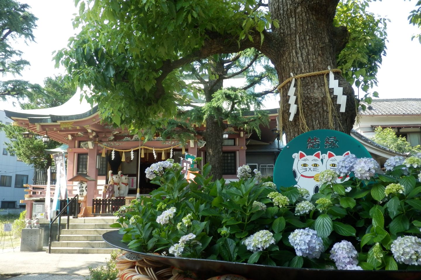 今戸神社 紫陽花