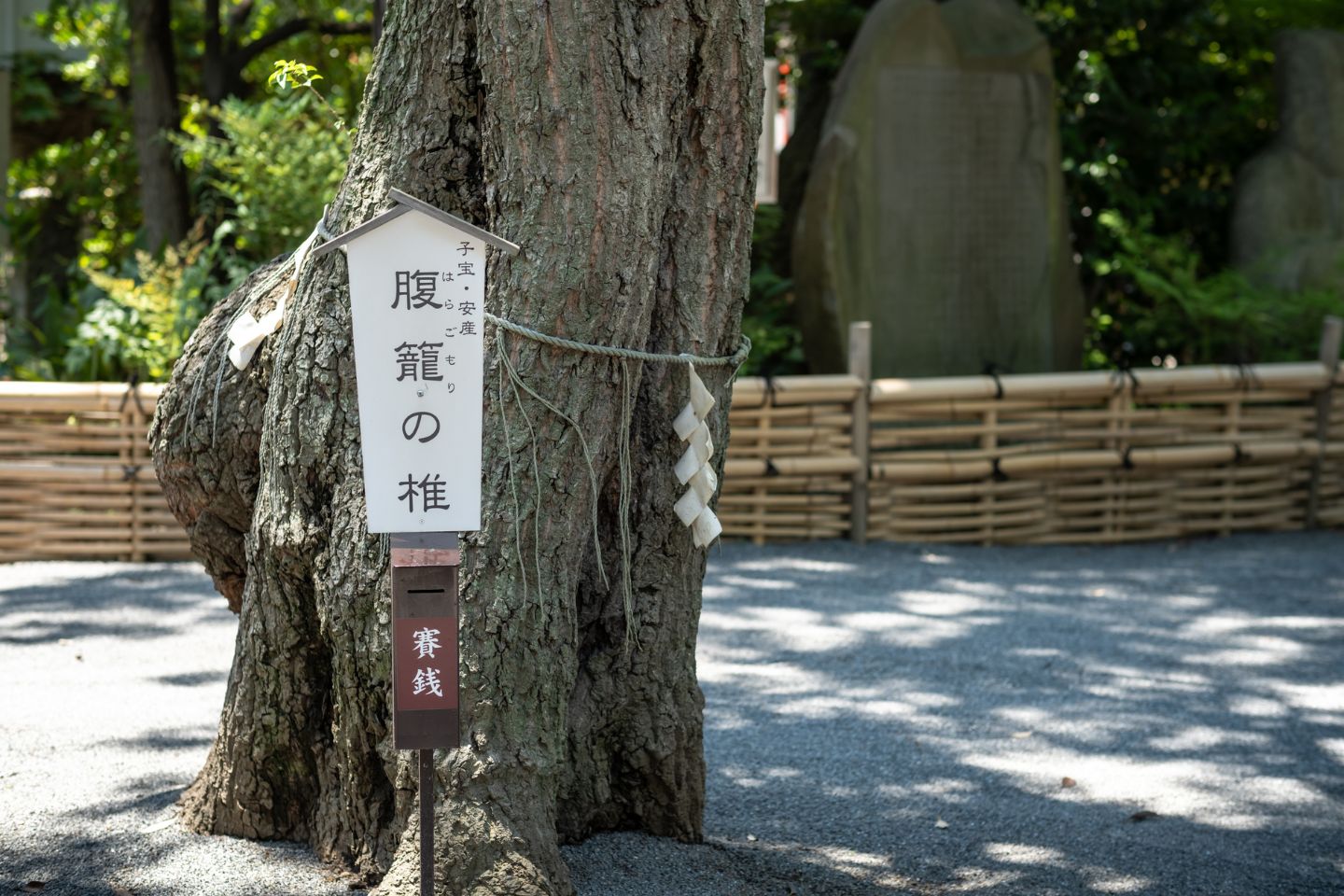 七社神社 御神木