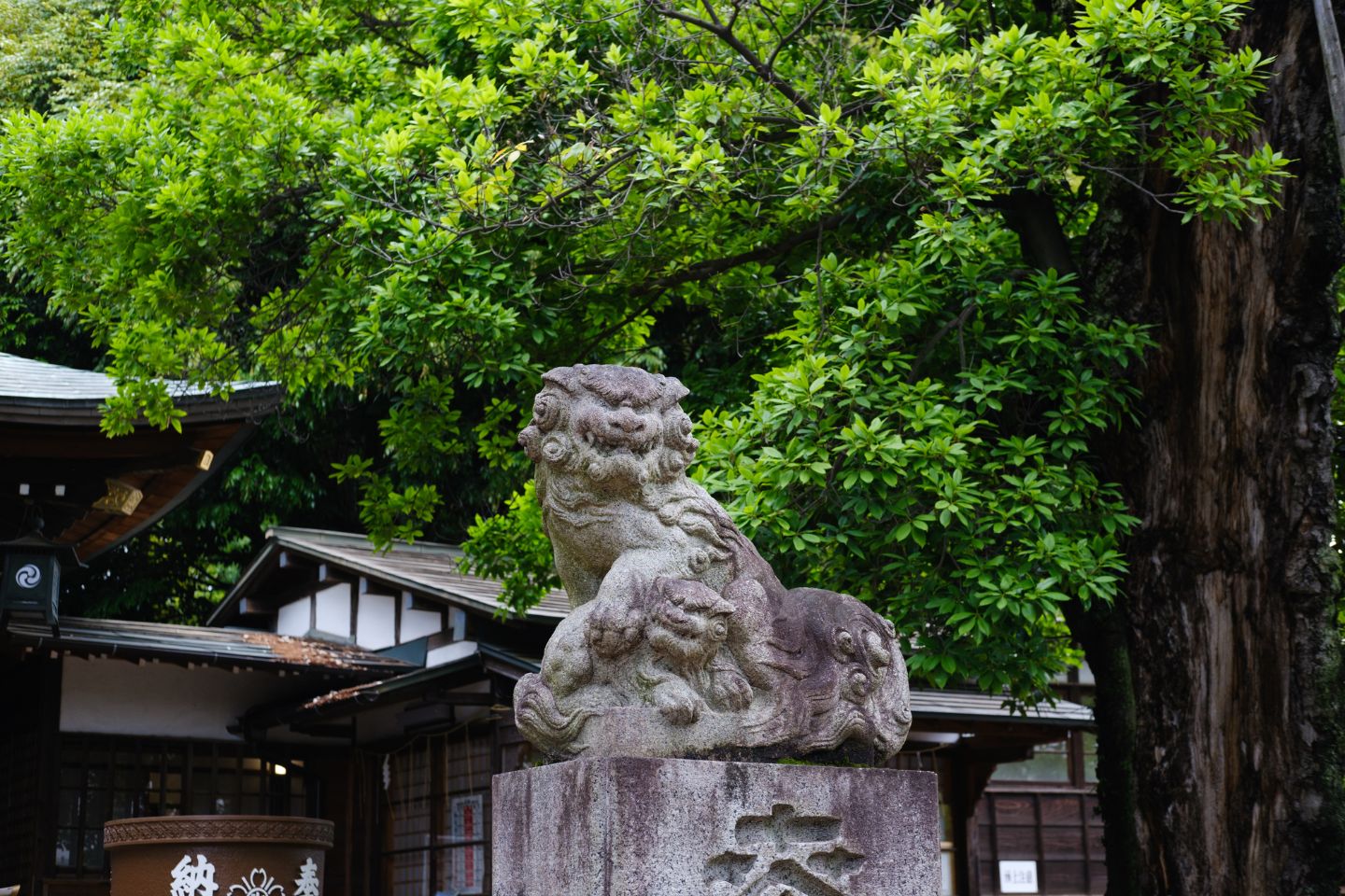 八雲氷川神社 狛犬