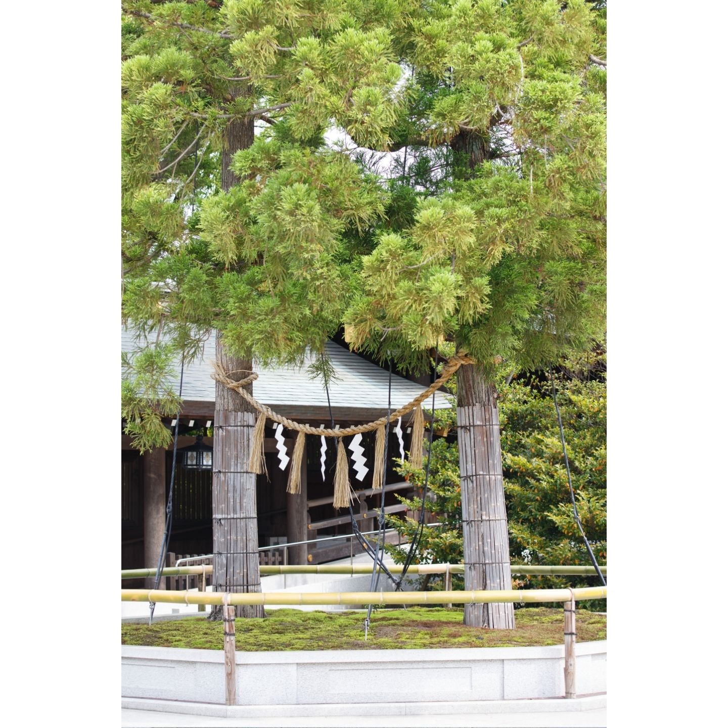 寒川神社の御神木　二本の杉