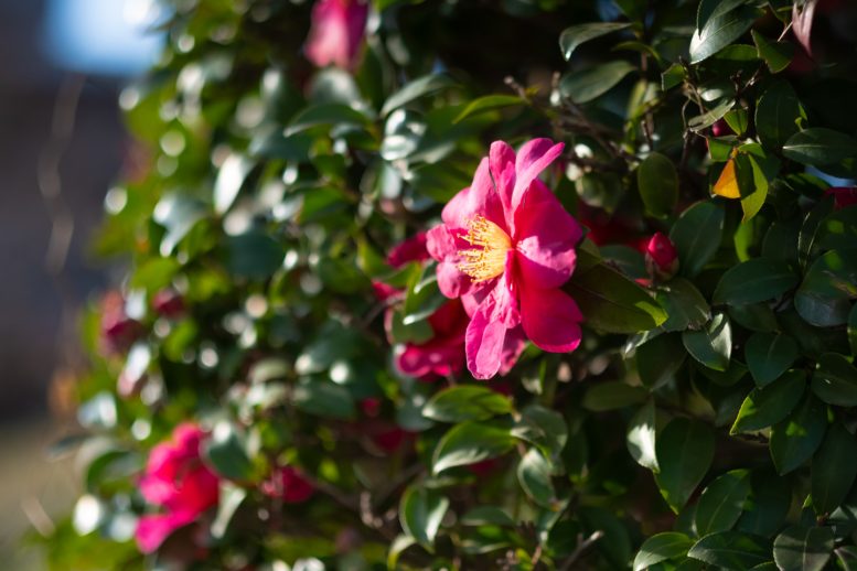 増上寺の境内に咲く「椿の花」
