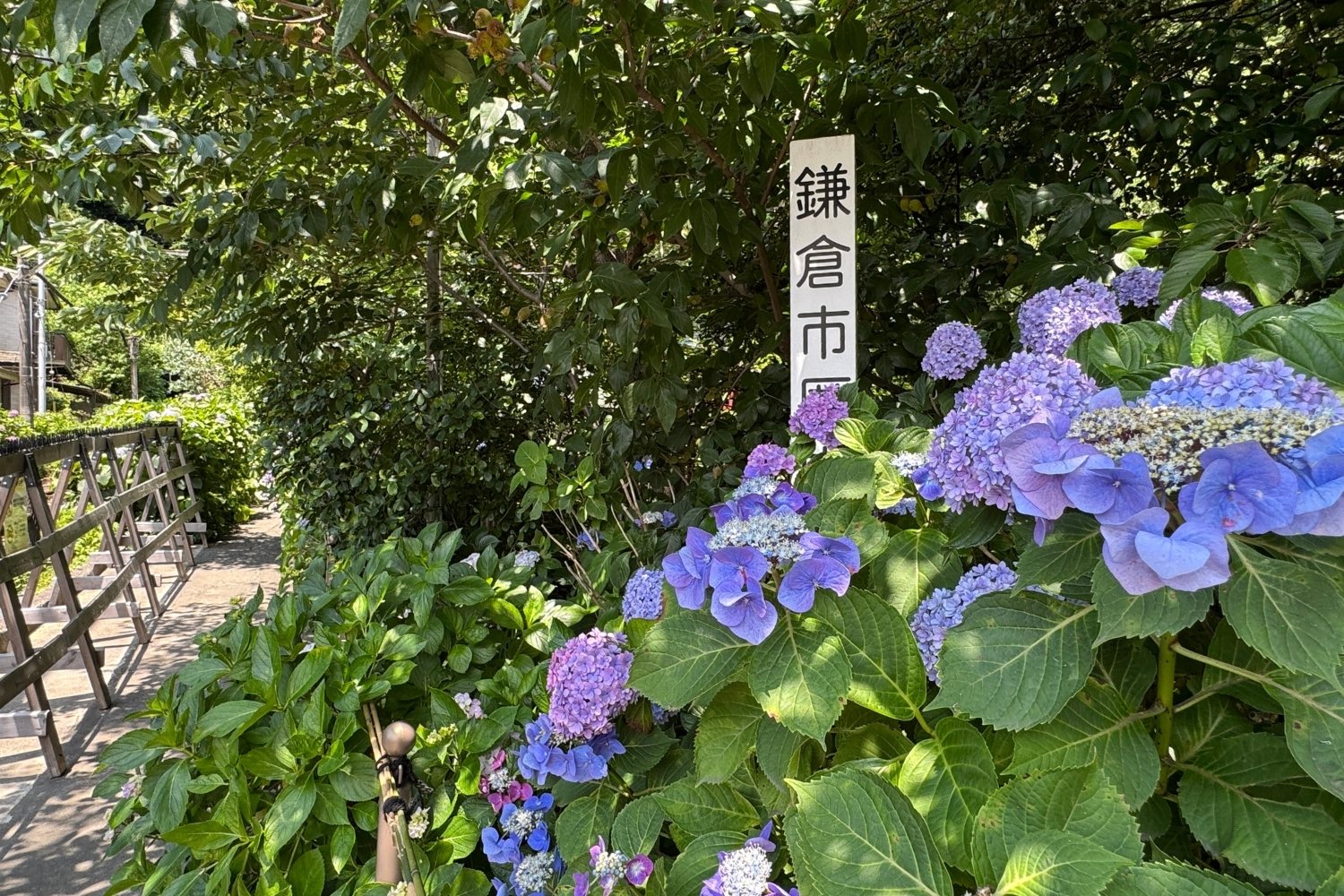 御霊神社 紫陽花(あじさい)